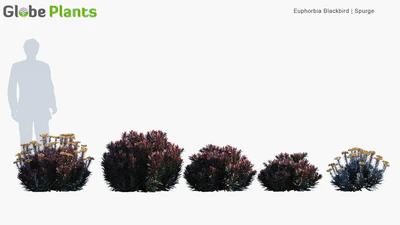 euphorbia blackbird — download