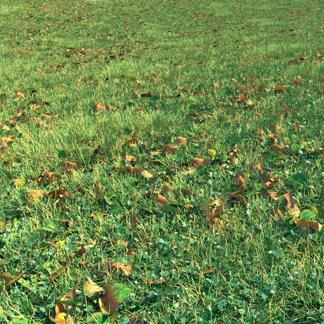 Autumn grass — Descargar