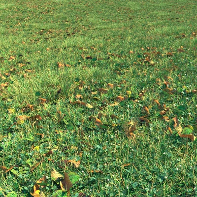 Autumn grass — Ver 3