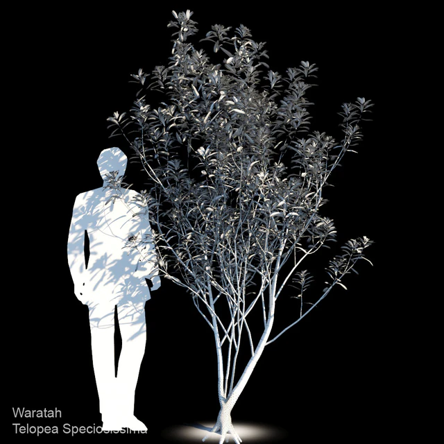 Waratah | Telopea speciosissima var2 — Descargar