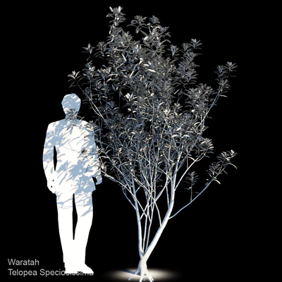 Waratah | Telopea speciosissima var2 — Ver 2