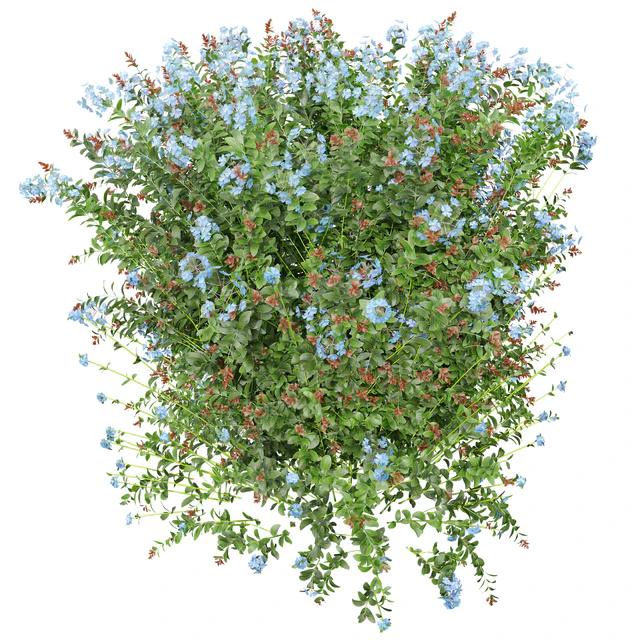 New Plant Ceratostigma Plumbaginoides Bleiwurz Box — Descargar