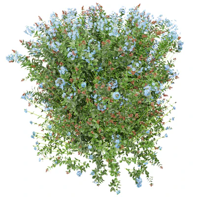 New Plant Ceratostigma Plumbaginoides Bleiwurz Box — Ver 2