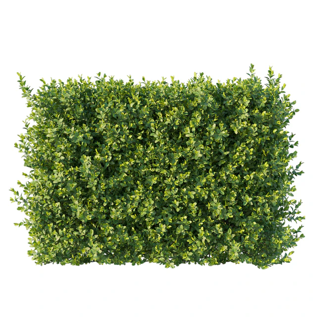 Boxwood 04 — Скачать