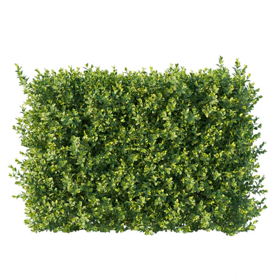 Boxwood 04 — Вид 3
