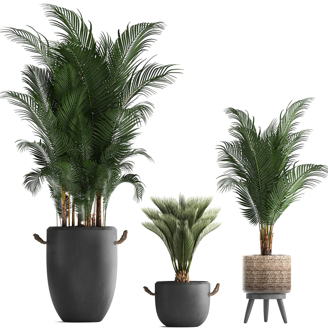 Plant Collection 422. palm, hovea, black flowerpot, basket, pot, tropical plant, likuala, loft, Howea forsteriana — Descargar
