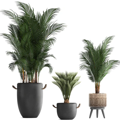 Plant Collection 422. palm, hovea, black flowerpot, basket, pot, tropical plant, likuala, loft, Howea forsteriana — Ver 2