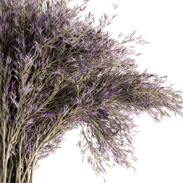 Dry plants 67 - Dried Lavender — Descargar