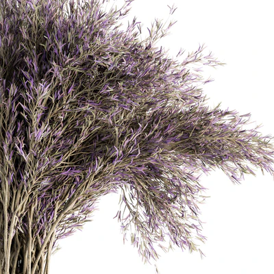 Dry plants 67 - Dried Lavender — Ver 3