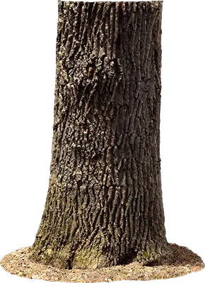 oak tree trunk 003 — Скачать