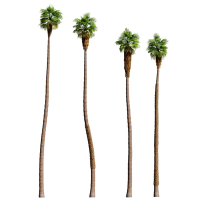 Set of California fan palm trees (Washingtonia palms) — Вид 3