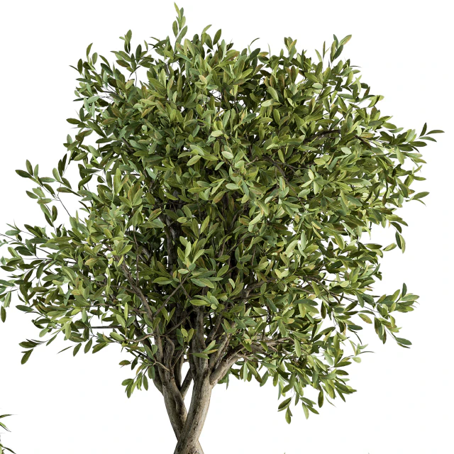 indoor Plant Set 308 - Tree and Plant Set in Black pot — Скачать