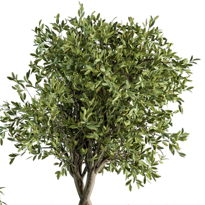 indoor Plant Set 308 - Tree and Plant Set in Black pot — Вид 2