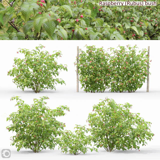 Raspberry — Descargar
