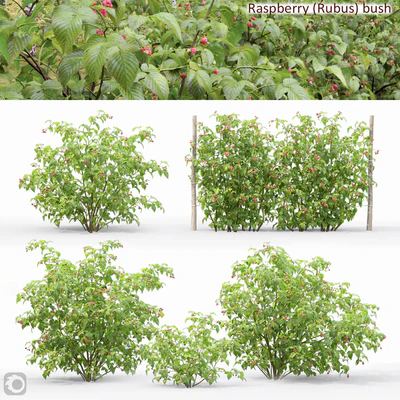 Raspberry — Ver 1
