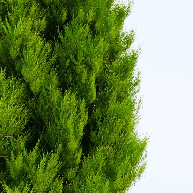 Thuja in 3 ages — Descargar