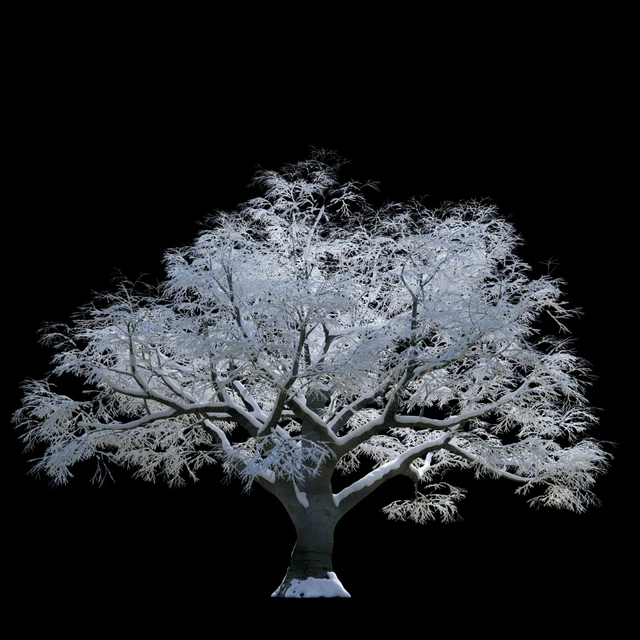 Snow-covered trees, beech — Descargar