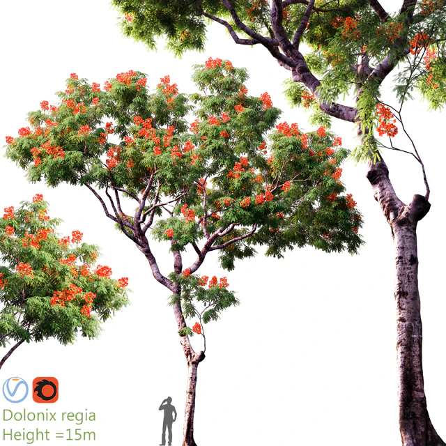 Dolonix regia | Height = 15m # 3 — Descargar