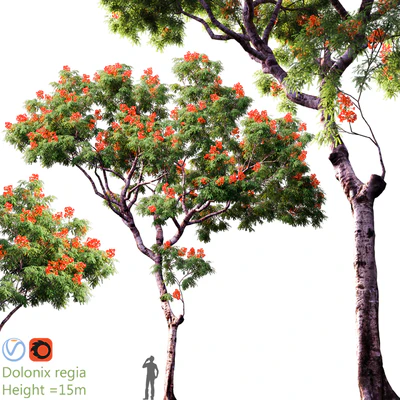 Dolonix regia | Height = 15m # 3 — Descargar