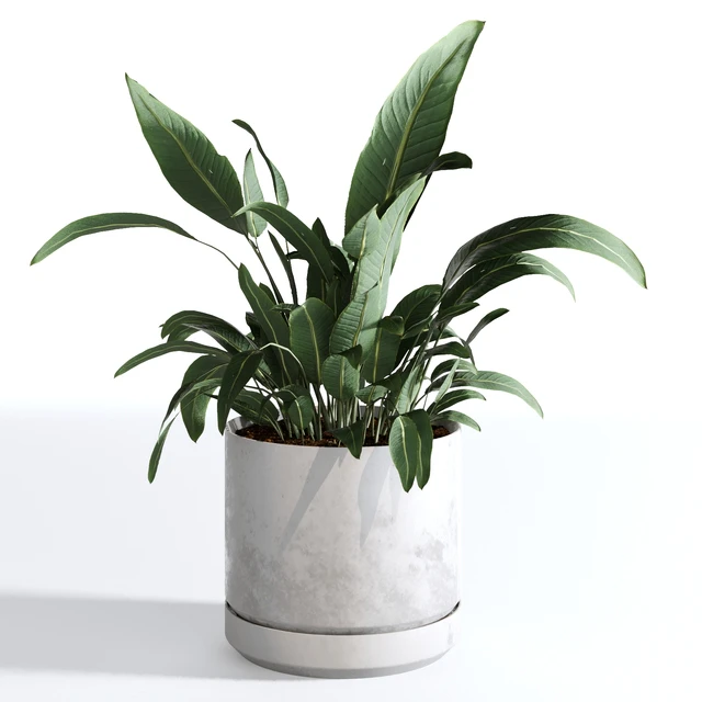 Indoor Plants Collection - Set 03 — Download