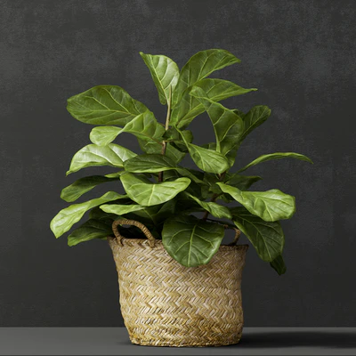 ficus lyrata №2 — Вид 3