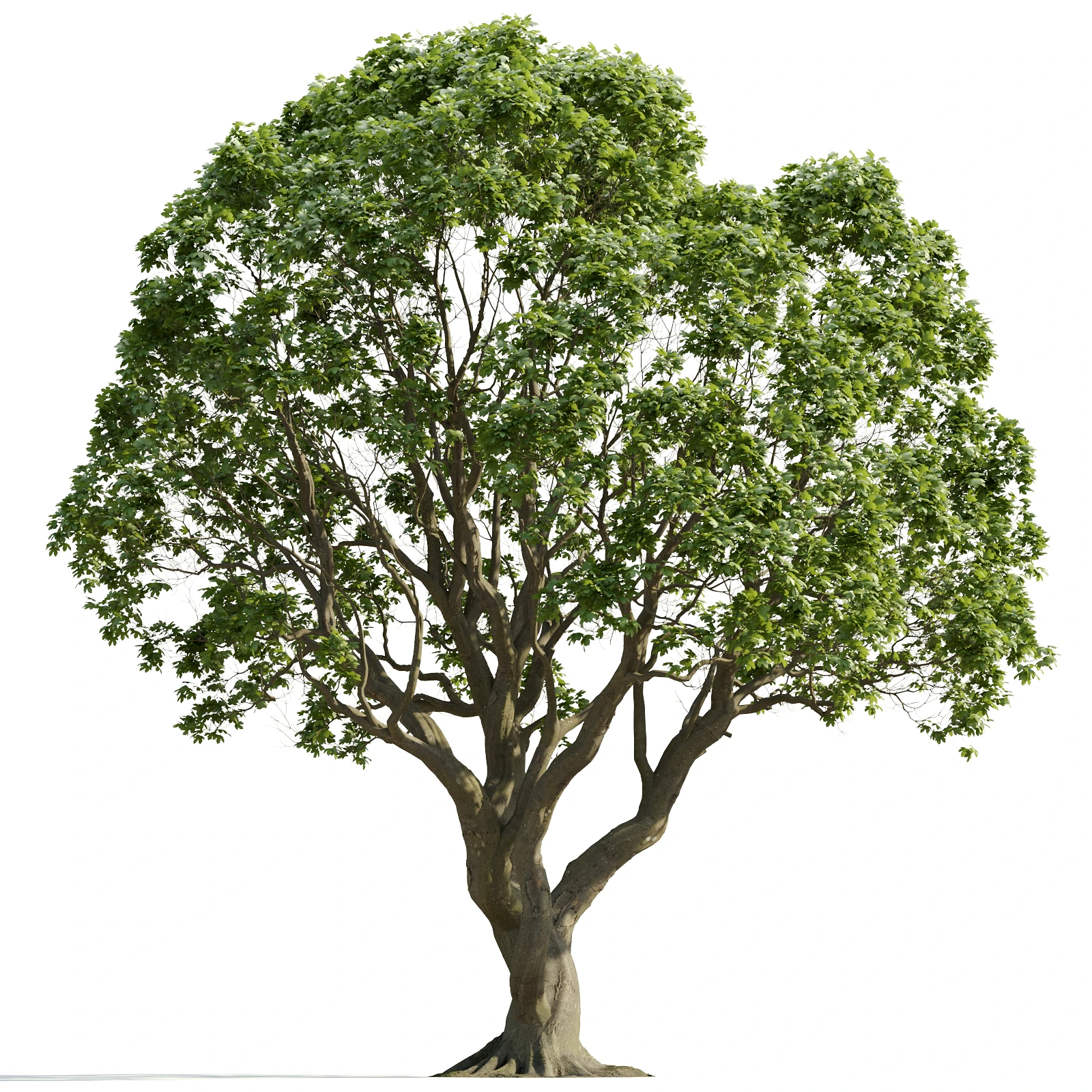 trees and barks 016 — Descargar