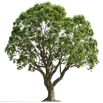 trees and barks 016 — Descargar