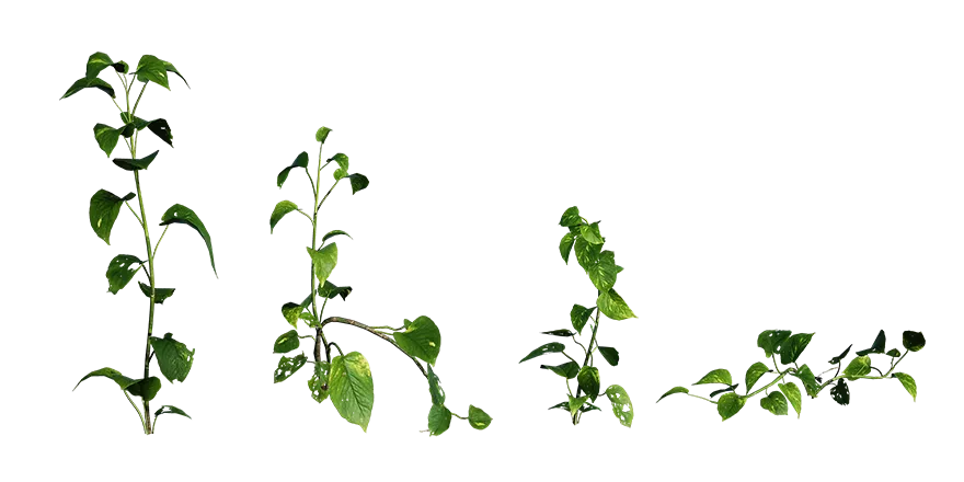 money plant 001 — Скачать