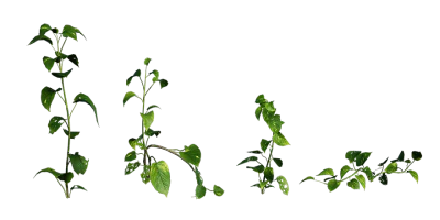 money plant 001 — Скачать