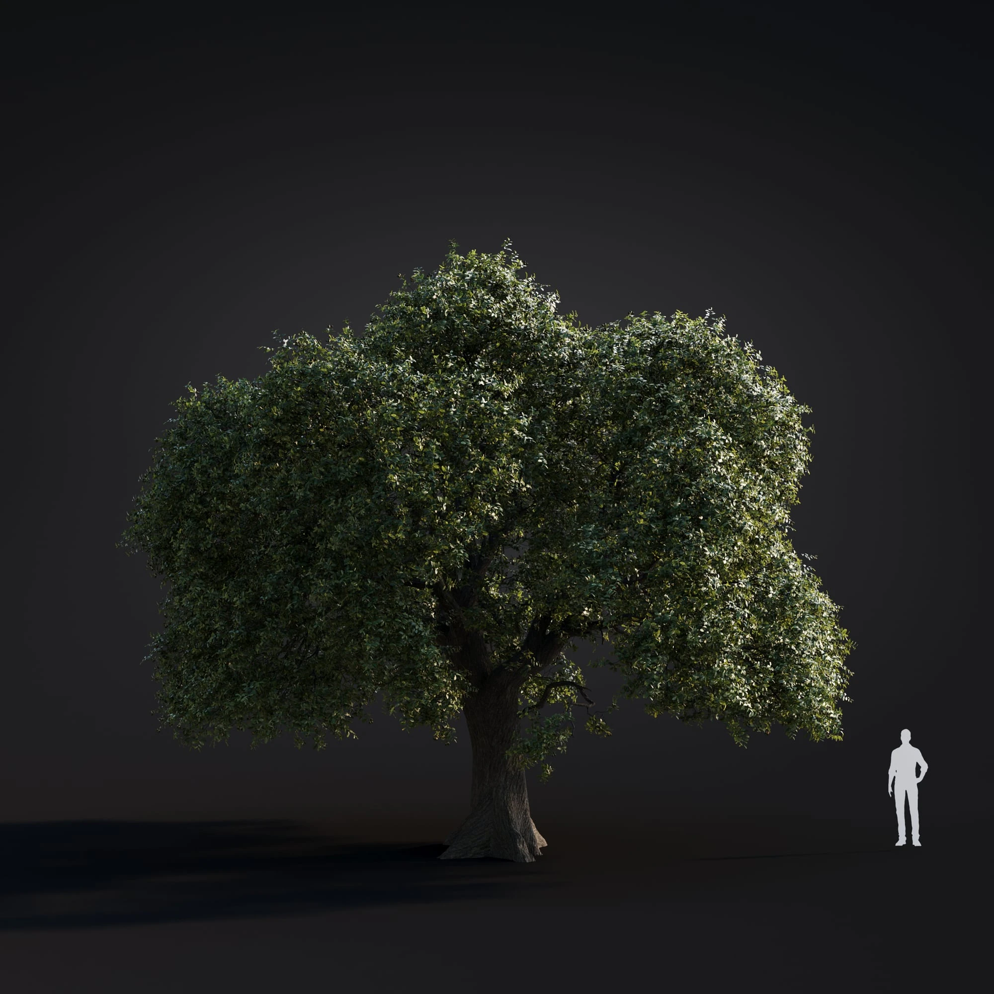 054 live oak — Скачать