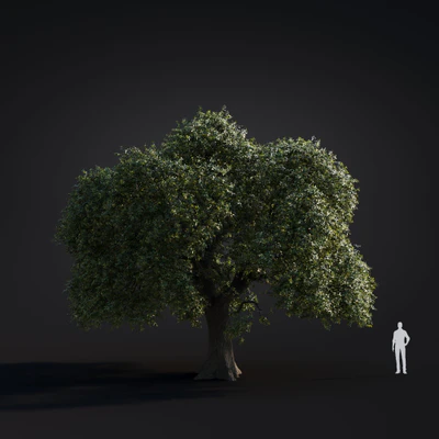 054 live oak — Скачать