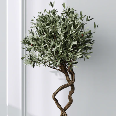 HQ Plants Mission Olive Tree Indoor Vase Set003 — View 4