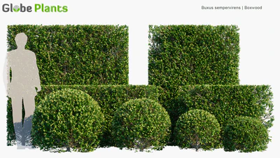 buxus sempervirens — download