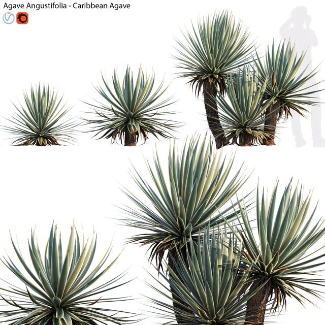 Agave Angustifolia - Caribbean Agave - 01 — Descargar