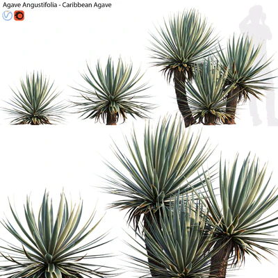 Agave Angustifolia - Caribbean Agave - 01 — Ver 1
