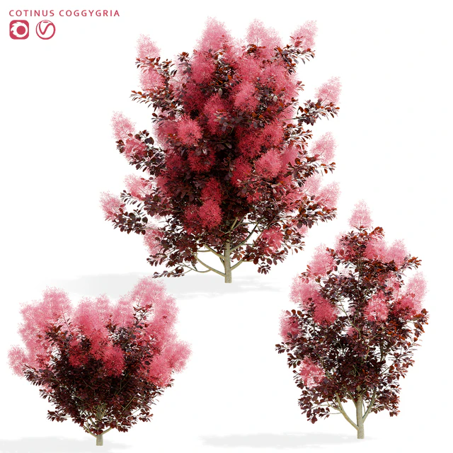 Cotinus coggygria 3 bushes — Descargar