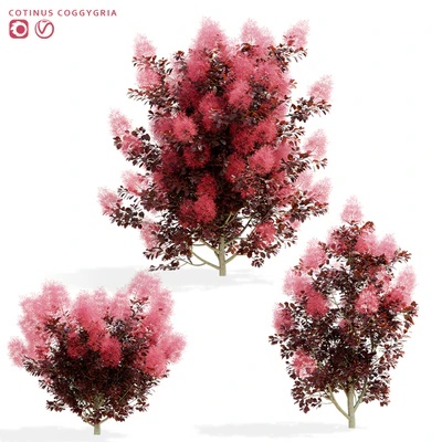 Cotinus coggygria 3 bushes — Ver 1