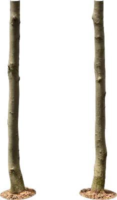 beech tree trunk 002 — Скачать