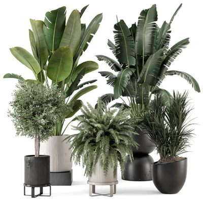 Indoor Plants in rusty Concrete Pot - Set 1167 — Ver 1