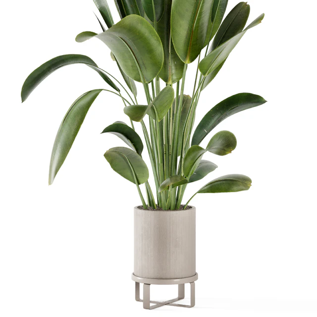 Indoor Plants in Ferm Living Bau Pot Large - Set 378 — Descargar