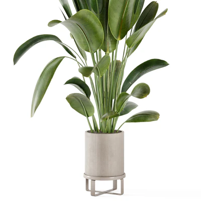 Indoor Plants in Ferm Living Bau Pot Large - Set 378 — Ver 2
