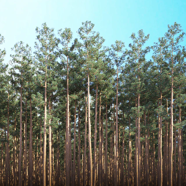 Mast pine 5 options — Descargar