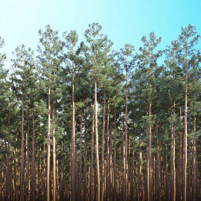 Mast pine 5 options — Ver 3