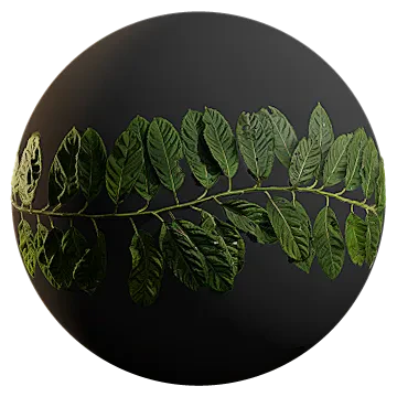 huge branch with leaves 001 — Скачать