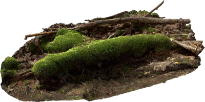 mossy embankment 011 — Descargar