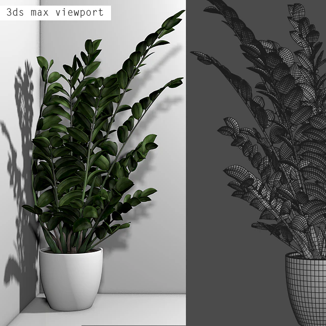 Angular flowerpot Zamiokulkas in a white vase — Descargar