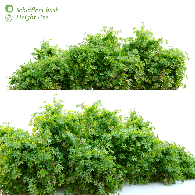 Schefflera bush — Скачать