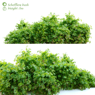 Schefflera bush — Вид 1