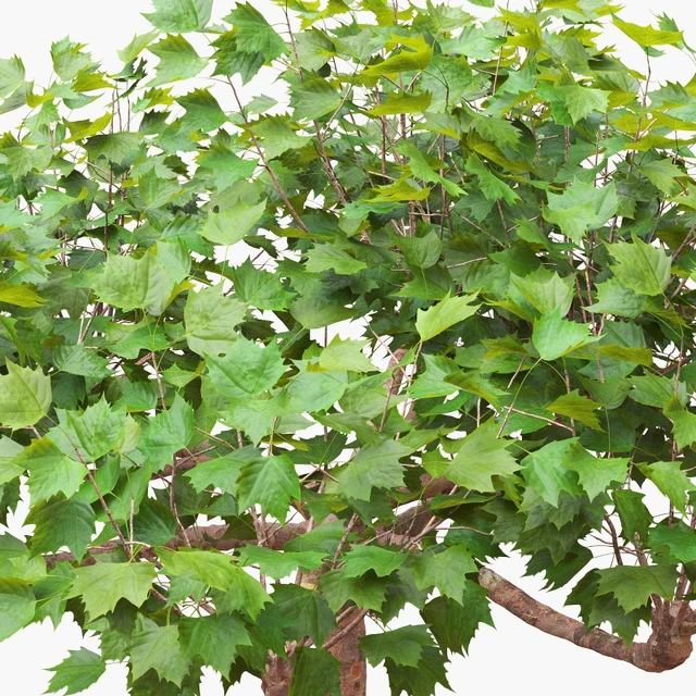 London planetree сanopy 5,11 m — Descargar