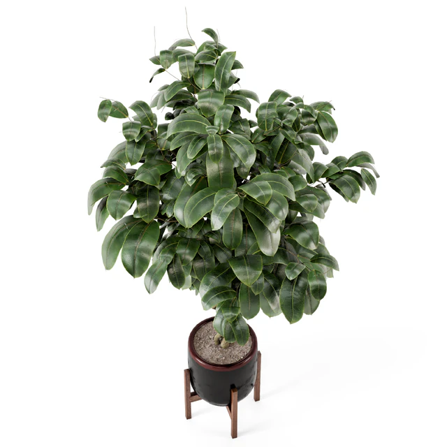 Indoor Plants in Combination of wood & concrete Pot - Set 301 — Descargar